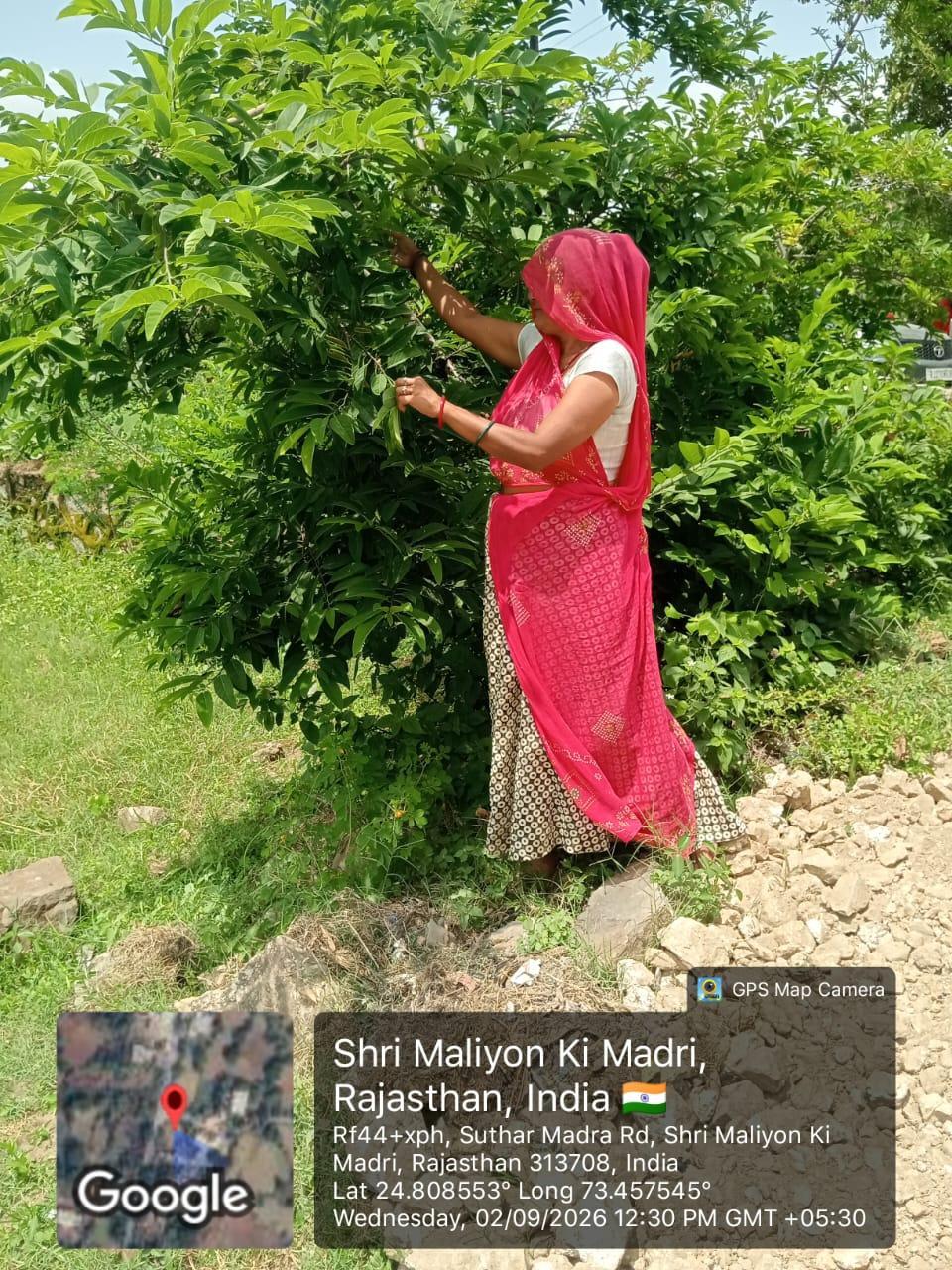 A woman harvesting from a native fruit tree in Rajasthan, recorded with a GPS-stamped field photograph
